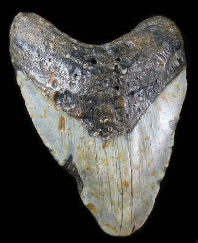 Bargain Megalodon Tooth - North Carolina #30367